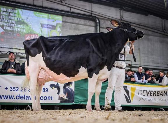 Hullcrest Awesome Sublime wint 15 dagen na afkalven opnieuw de nationale titel van Luxemburg