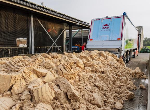 De aardappelpersvezels van Avebe worden voor 99 procent in de melkveehouderij afgezet