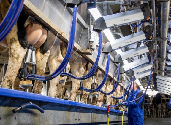 De 305 dagenproducties zijn alleen gepubliceerd als er minstens 75 lijsten per lactatie beschikbaar zijn
