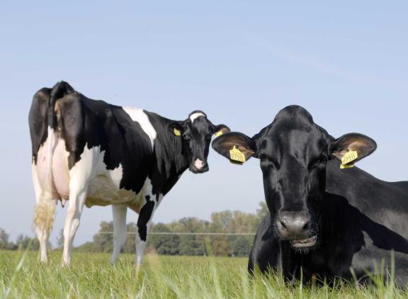 Bij bedrijven met een lage afvoerleeftijd bestaat meer dan de helft van de afgevoerde dieren uit vaarzen en tweedekalfsdieren
