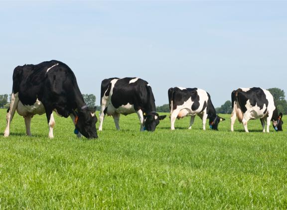 Fh-koeien zijn minder zwaar dan holsteinkoeien en nemen daardoor minder voer op