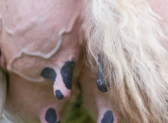 De vorm van de spenen beïnvloedt de kans op het krijgen van uierontsteking