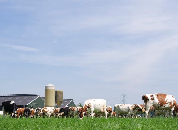 De onderzoekers vonden een drempelwaarde van 177 gram krachtvoer per kilo melk. Krijgt de koe meer krachtvoer, dan verbruikt ze zelf meer eiwit dan dat ze produceert