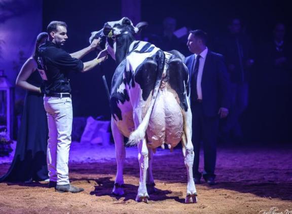 Southland Dem Dellia 92 (v. Dempsey) won in 2024 de reservetitel bij de senioren (foto: Guillaume Moy)