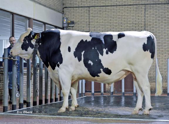 Van Delta Perfect kwamen het afgelopen jaar de meeste kalveren ter wereld