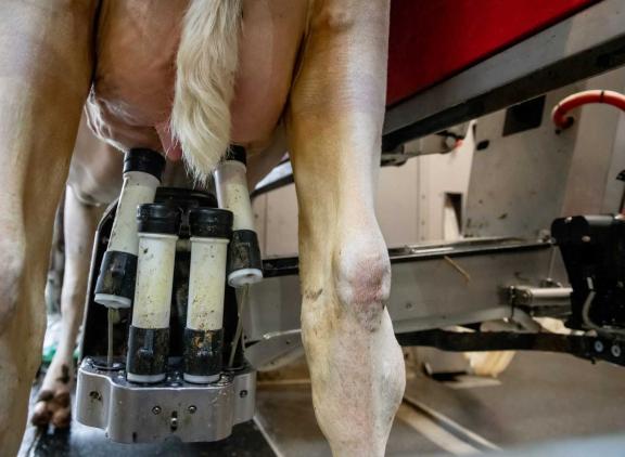 Gemiddeld betaalden de Europese zuivelorganisaties hun leveranciers in november 50,04 euro per 100 kg melk
