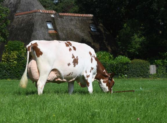 Trillie 171 (v. Carnival) won in 2024 de eerste Nationale Roodbont Show, een initiatief van Platform Roodbont