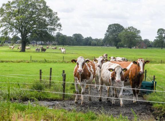 Een van de vijftien vragen van de Veeteelt-kerstquiz gaat over deze roodbontdieren