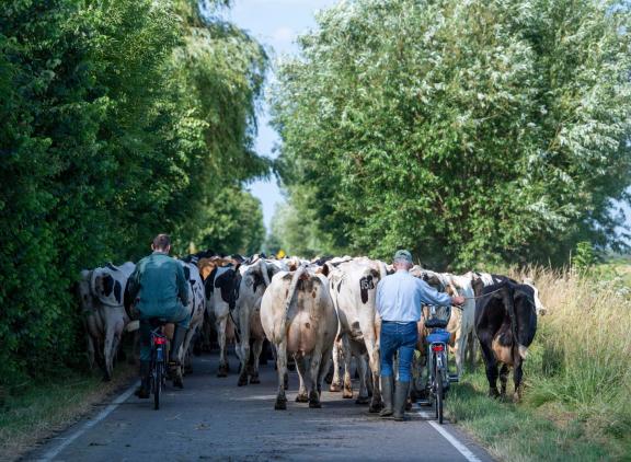 Weidegang maakt mogelijk deel uit van de nieuwe Wet Dieren