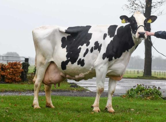 Al voor haar tiende verjaardag passeerde Nelly 109 de grens van 100.000 kg melk