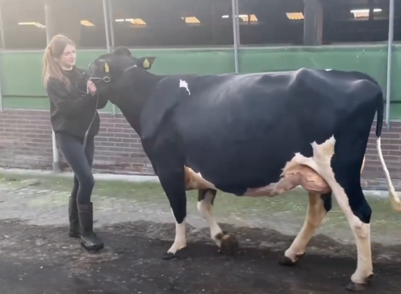 Annika Onderwater bracht de reservekampioene vaarzen Aurora Frisia 373 voor