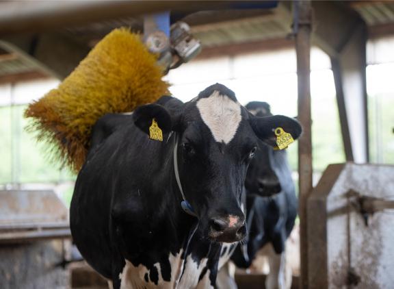 In Denemarken steeg de gemiddelde melkproductie met 300 kg melk per koe