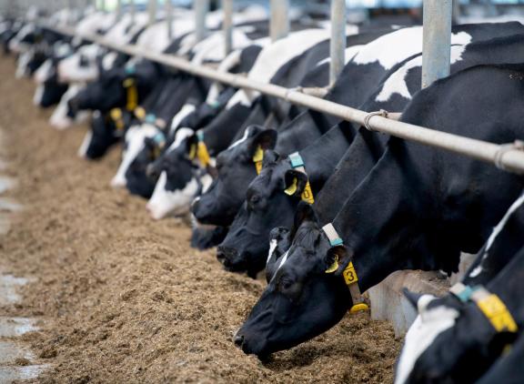 Voerkosten vormen voor veel landen een groot onderdeel van de kostprijs