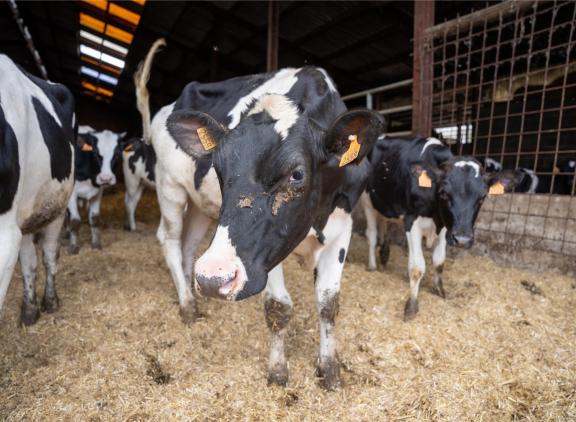 Zeolieten hebben potentieel als ammoniakreducerende maatregel, maar vanwege de variatie in effectiviteit en de benodigde hoge doseringen, is toepassing in de praktijk economisch nog niet haalbaar, concluderen onderzoekers van het ILVO
