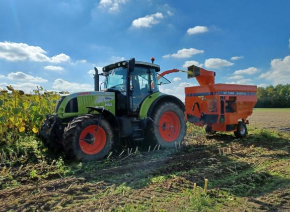 De zonnebloemen werden gehakseld en de opbrengst werd gemeten (foto: Inagro)
