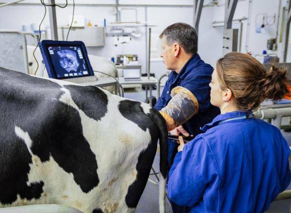 Elk jaar worden er in het Dairy Breeding Center van CRV bijna 10.000 embryo’s geproduceerd, met één doel: een sterkere, gezondere en  efficiëntere veestapel