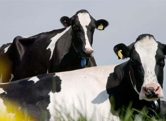 Voor blauwtongtype 12 is geen vaccin beschikbaar