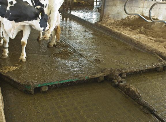 Vooral onder dichte vloeren hoopt de concentratie aan mestgassen op