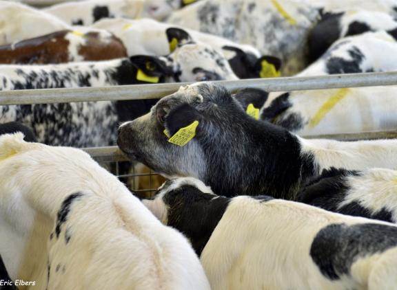 Het ministerie onderzoekt de mogelijkheden om jonge kalveren langer op het melkveebedrijf te houden
