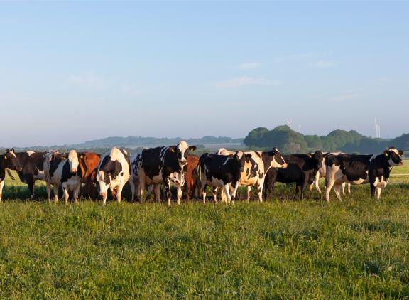 De analisten merken op dat landen die een grote bijdrage leverden aan de stijging van de Europese melkproductie, zoals Nederland, België en Denemarken, tegen ambitieuze milieudoelstellingen aanlopen