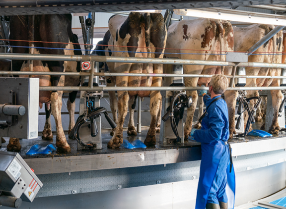 Efficiëntie en comfort bij familie Claeys met het Evanza-melkstel