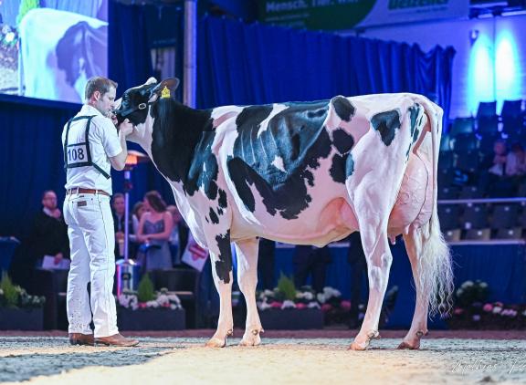 O Katy won vorig jaar in Verden al de vaarzentitel (foto: Mathias Penn)