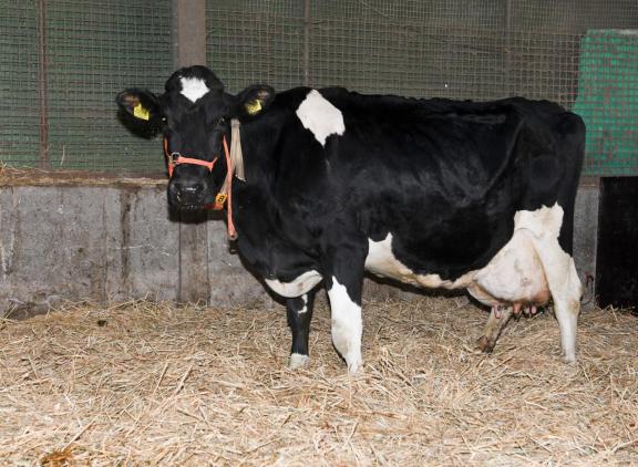De door de familie Rotteveel gefokte en als vaars verkochte Annie 109 gaf bij de buurman 70.000 kg melk, terug op het geboortebedrijf kwam daar al weer bijna 60.000 kg bij (foto: Harrie van Leeuwen)