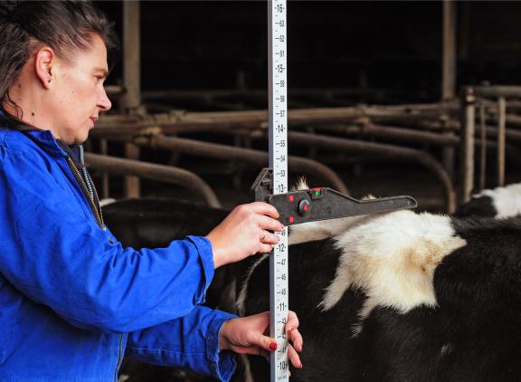 De kalveren die zijn geboren in de periode dat de melkproductie op een bedrijf in een dip zat, houden een ontwikkelingsachterstand