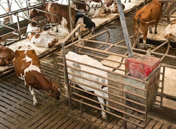 Door een langer stalseizoen en een gunstigere verhouding tussen melkprijs en voerprijs werd in 2024 circa 1 kg meer krachtvoer en bijproducten per 100 kg melk gevoerd