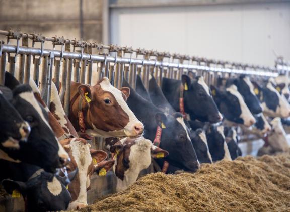 Op het bedrijf van Nooijen is veel aandacht voor voeding en gezondheid
