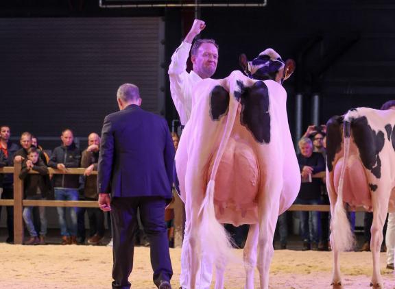 Een van de lotnummers is de helft van de HHH-vaarzenkampioene Bons-Holsteins Koba 291 (v. Alligator)