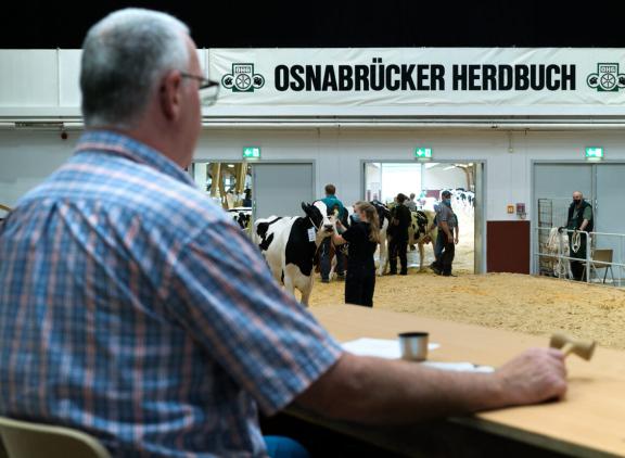 De prijzen van veilingvaarzen gingen in het najaar van 2024 naar recordhoogtes (foto OHG)