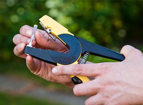 Aan de hand van een dna-materiaal uit een oorbiopt of haarfollikel kunnen genoomfokwaarden met een gemiddelde betrouwbaarheid van 70 procent worden geschat.