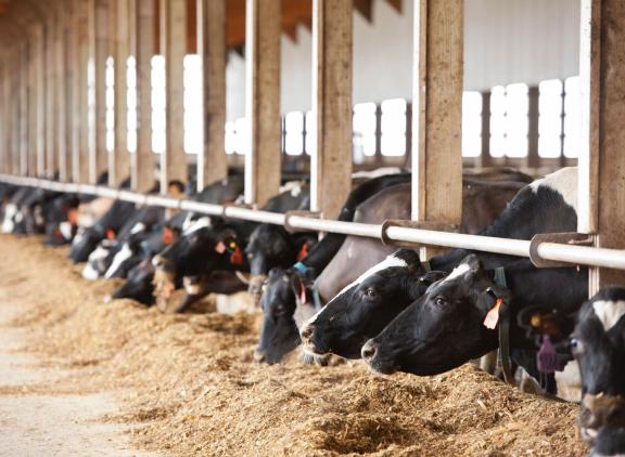 Het kenmerk ‘besparing voeropname’, een maat voor voerefficiëntie, weegt in de nieuwe Net Merit zwaarder mee