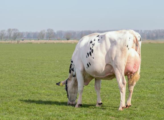 Radiodochter Gerda 250 haalde afgelopen jaar een 1c-positie in haar rubriek op de HHH-show in Leeuwarden