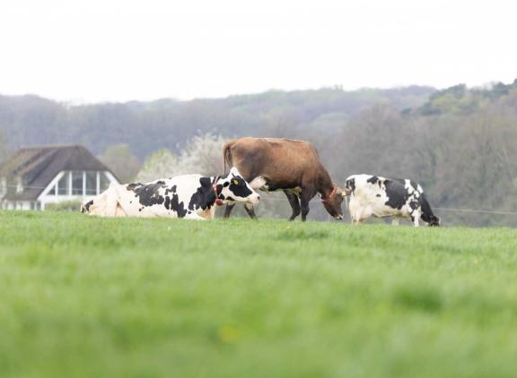 De meeste koeien staan nog op stal, maar hier en daar lopen al wat koeien buiten