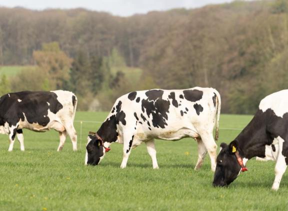 Aanmelden voor de eco-activiteit kan tot 15 mei en moet gebeuren voor de start van de weidegang