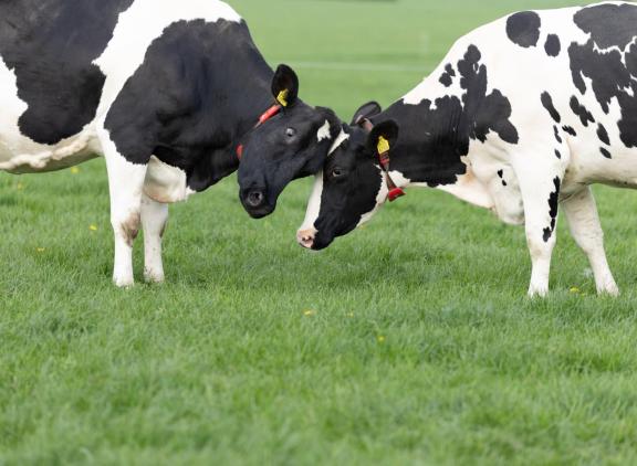 Bij een graslandnorm van 0,4 hectare/gve moet de helft van de veehouders maatregelen nemen