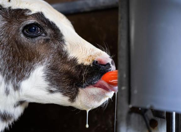 De kalverhouderij heeft steeds meer te maken met 'domme' kalveren die door blauwtong een hersenafwijking hebben
