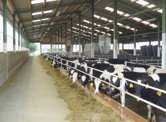 De drie bedrijven zouden gezamenlijk in totaal 2500 runderen hebben (archieffoto)