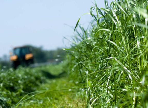 Een proef van Limagrain liet zien dat er tussen grasrassen duidelijk verschillen zijn in voederwaarde