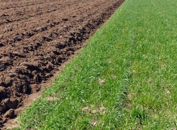 Het onderwerken van een vanggewas of het scheuren van grasland kan schelen bij scherpere bemestingsnormen
