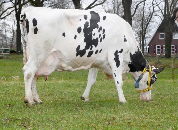 Blesje 78 heeft op vijftienjarige leeftijd al ruim 166.000 kg melk en 11.600 kg vet en eiwit geproduceerd. Over de twaalf lactaties heeft ze een gemiddelde lactatiewaarde van 113 (foto: Harrie van Leeuwen)