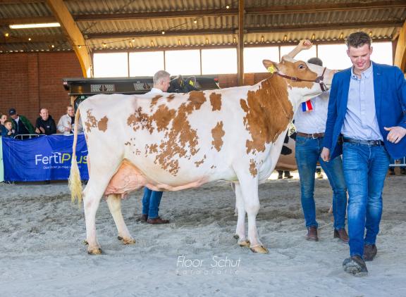 Edelweiss (v. Julandy) wint de roodbonttitel in Lochem (foto: Floor Schut)