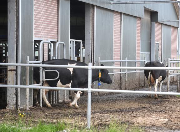 Voor bedrijven met een melkrobot is de 75 procentnorm voor weidegang niet eenvoudig