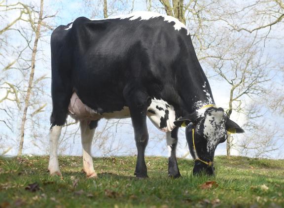 JIMM. Holstein Hellen 616 is een dochter van de door John de Vries gefokte stier Mr. Obo (foto: Harrie van Leeuwen)