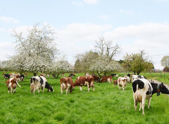 De beweidbare huiskavel heeft in Vlaanderen de nodige beperkingen