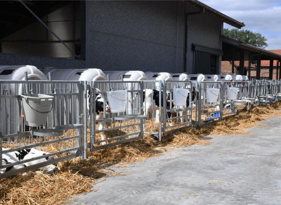 Veel holsteinkalveren in Denemarken zijn afkomstig uit rietjes met gesekst sperma
