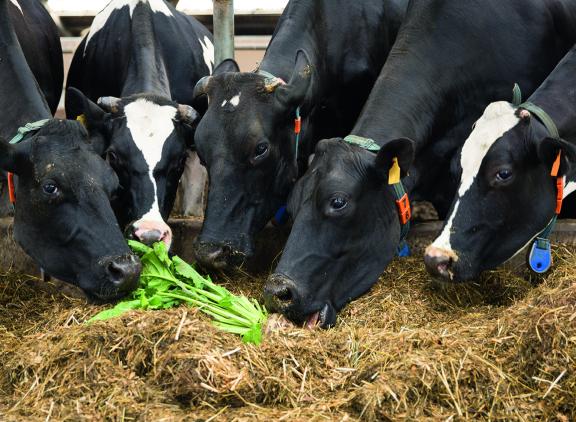 KWS Feedbeet