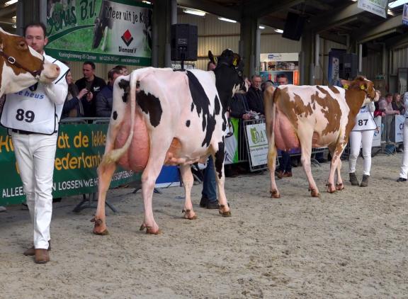 Rood- en zwartbont liepen in Middenmeer in dezelfde ring